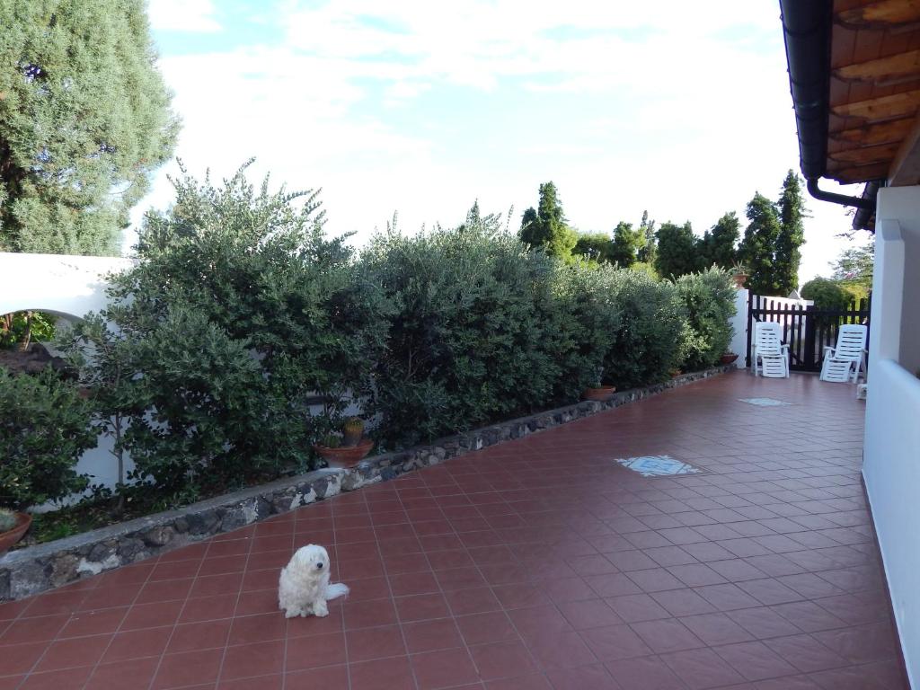 Majutusasutuse Casa Arcada külastajatega peatuv lemmikloom või lemmikloomad