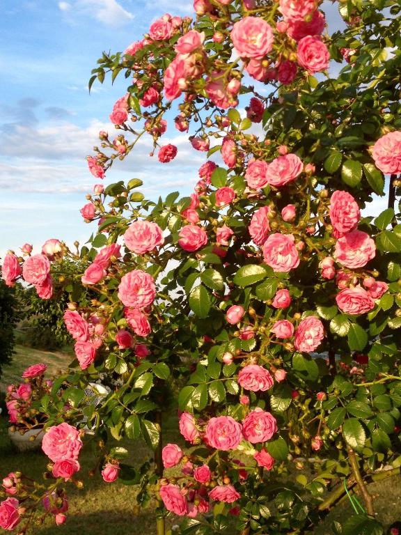 A garden outside B&B Vento di Rose
