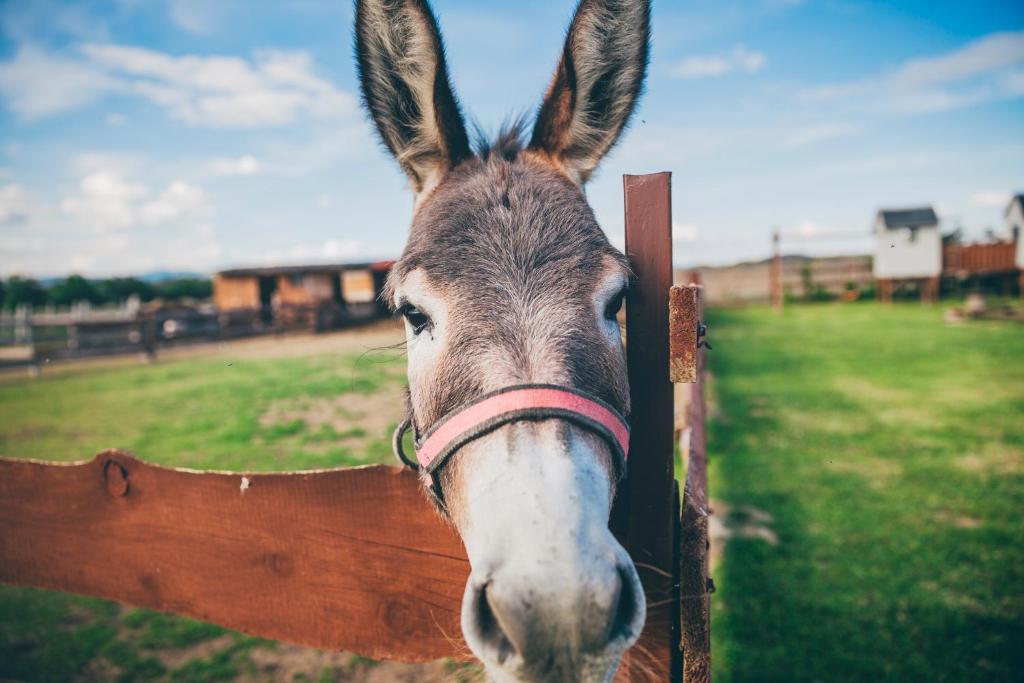 Afbeelding uit fotogalerij van Agroturystyka Nad Łąkami in Kłodzko
