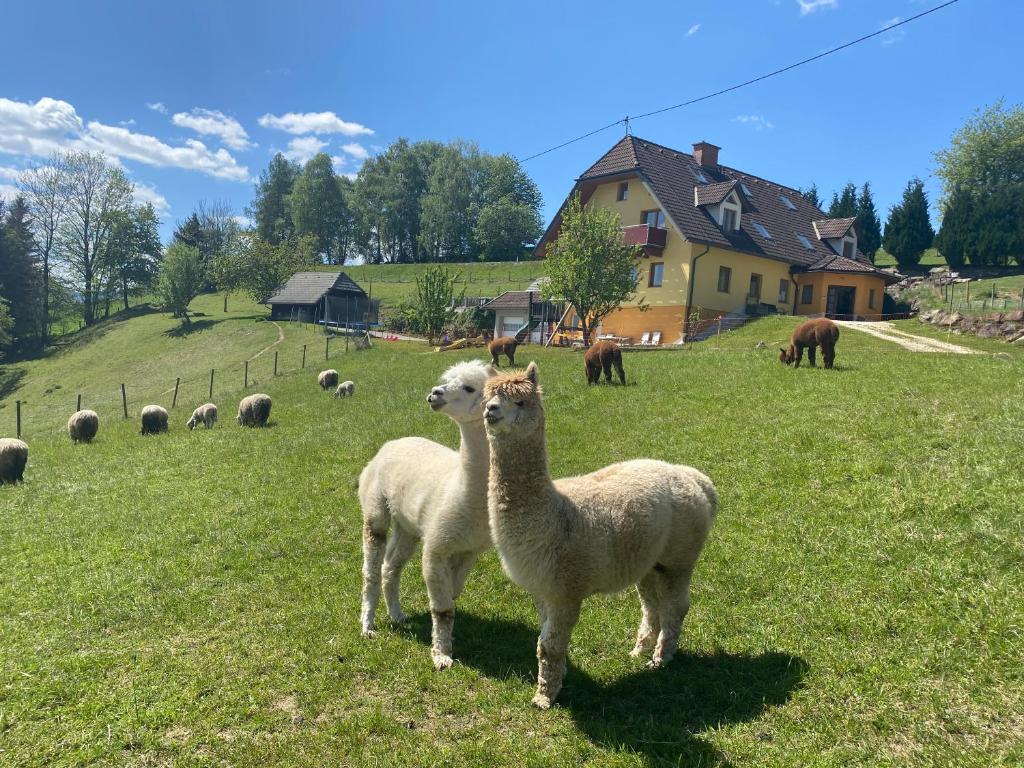 two llamas standing in a field of grass at Biohof Kroisleitner in Sankt Jakob im Walde