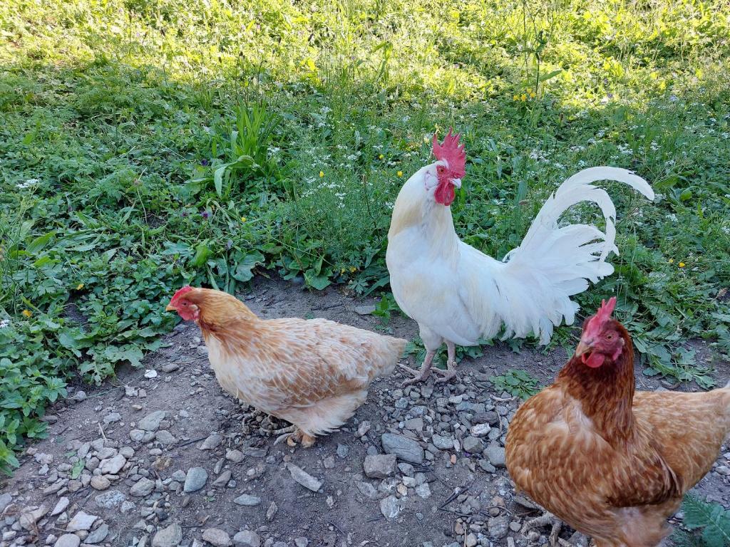 Zvířata v apartmánu nebo okolí