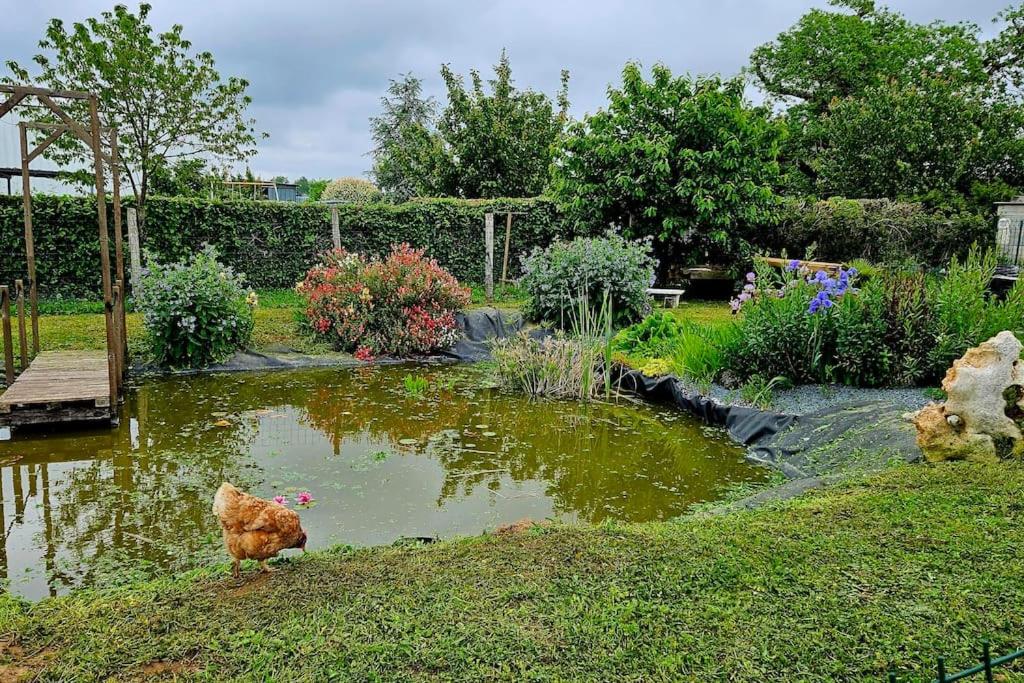 un jardin avec un étang avec un poulet dedans dans l'établissement Maison calme entre terre et mer, à Saint-Romain-de-Benet