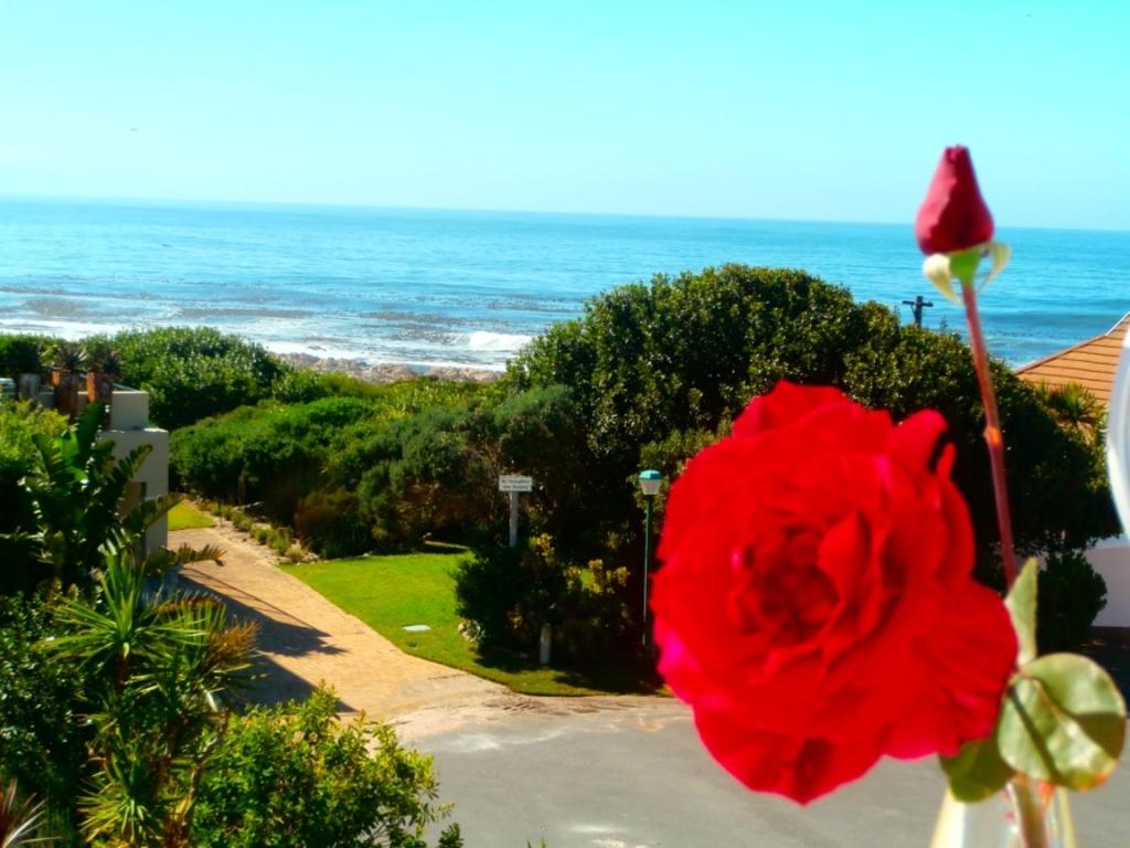 a red flower in front of the ocean at Belle Vue Guesthouse in Hermanus