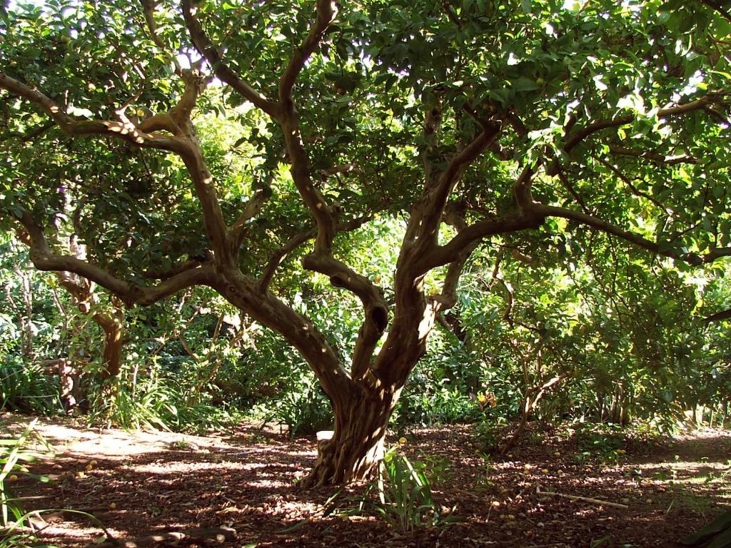 a tree with branches and leaves in a field at Quinta das Buganvílias in Castelo Branco