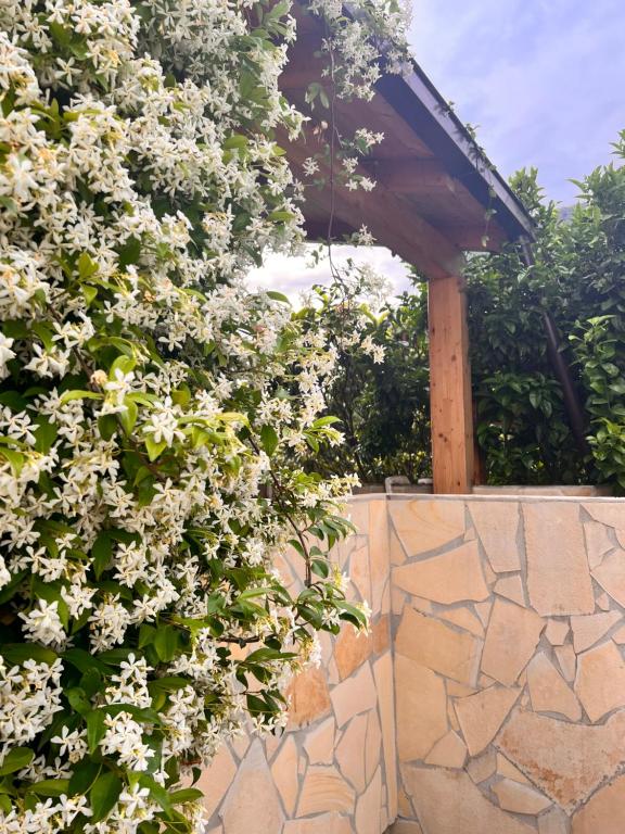 a bush with white flowers on a stone wall at Le Tre Rose in Maratea