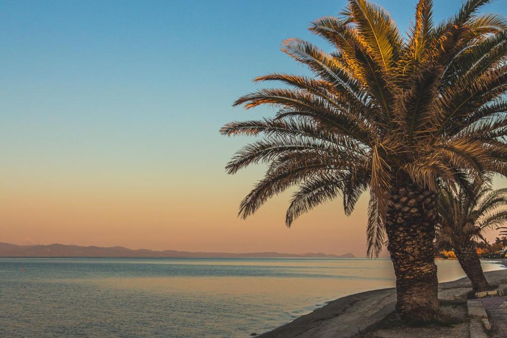 una palma sulla spiaggia al tramonto di MainAvenue Palm Seaside a Polykhrono
