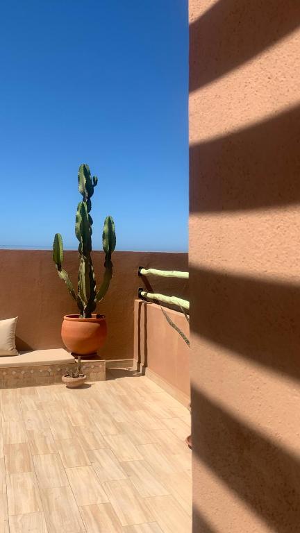 un cactus in un vaso appoggiato sul lato di un muro di The Line Up a Mirleft