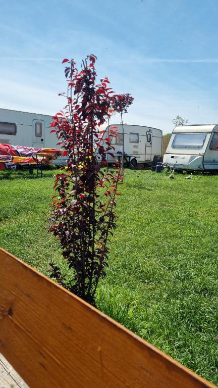 Zahrada ubytování Makeeda Camping