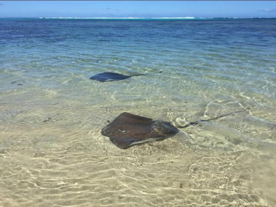 Enoha Lodge - Climatisation, Fibre, Accès Plage, Parking Privé - photo 12 - Moorea, Polynésie