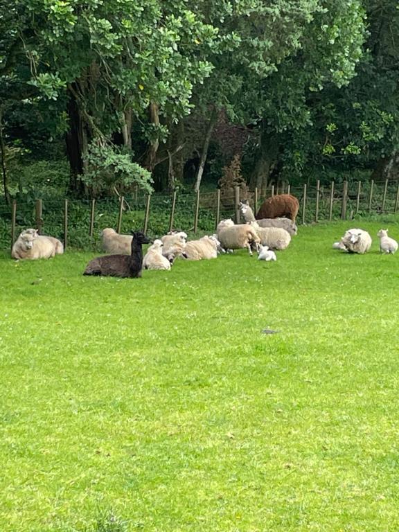 Highlander Farmstay - Cabins - Resim 13