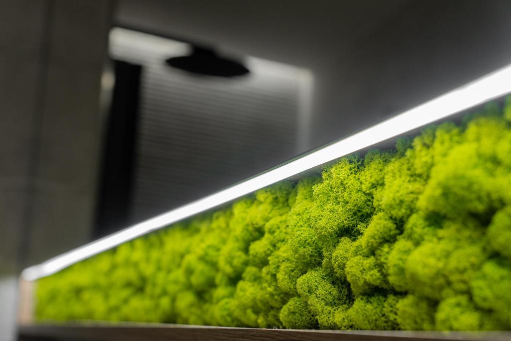 White Wolf Boutique Apartments - 17