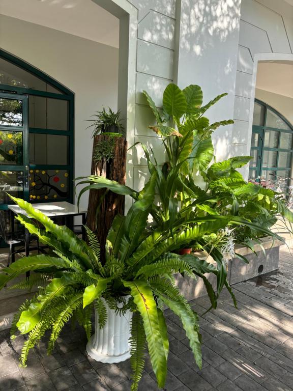 Vườn quanh Green Inn Phu Quoc Hotel
