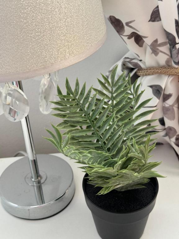 a plant sitting on a table next to a lamp at Apartmani Luciano in Novalja