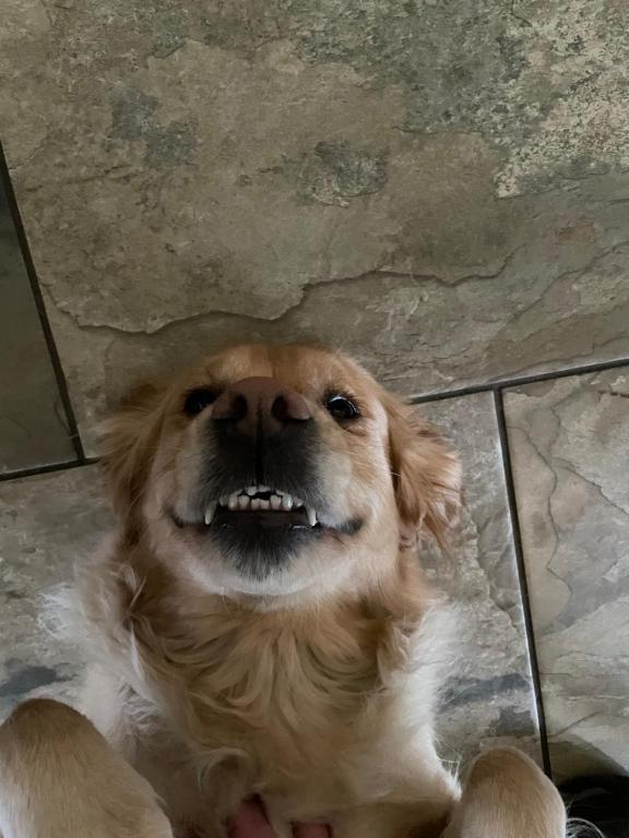 Gallery image of Pylewell Farm Rhossili, comfortable pet friendly couples getaway in Swansea