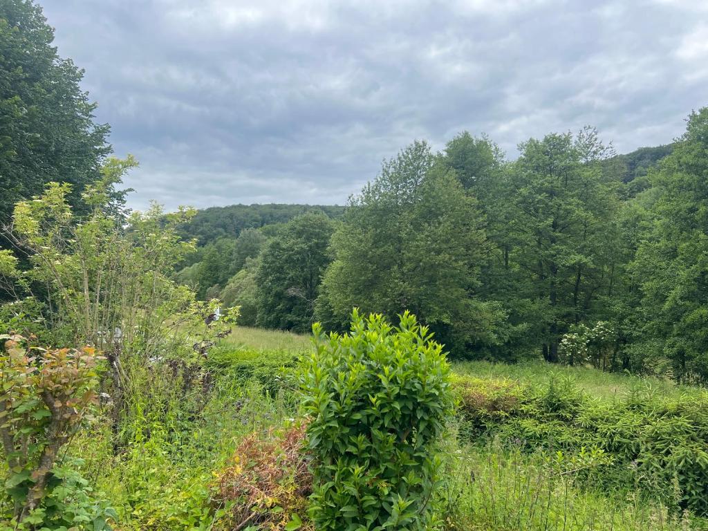een grasveld met bomen op de achtergrond bij Struthhof Ferienwohnung in Finsternthal