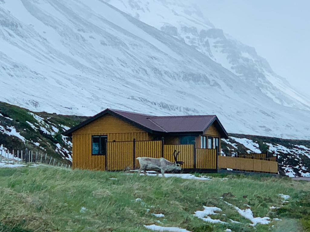 a building in a field with a cow in front at Langahlid Cottages & Hot Tubs in Seyðisfjörður