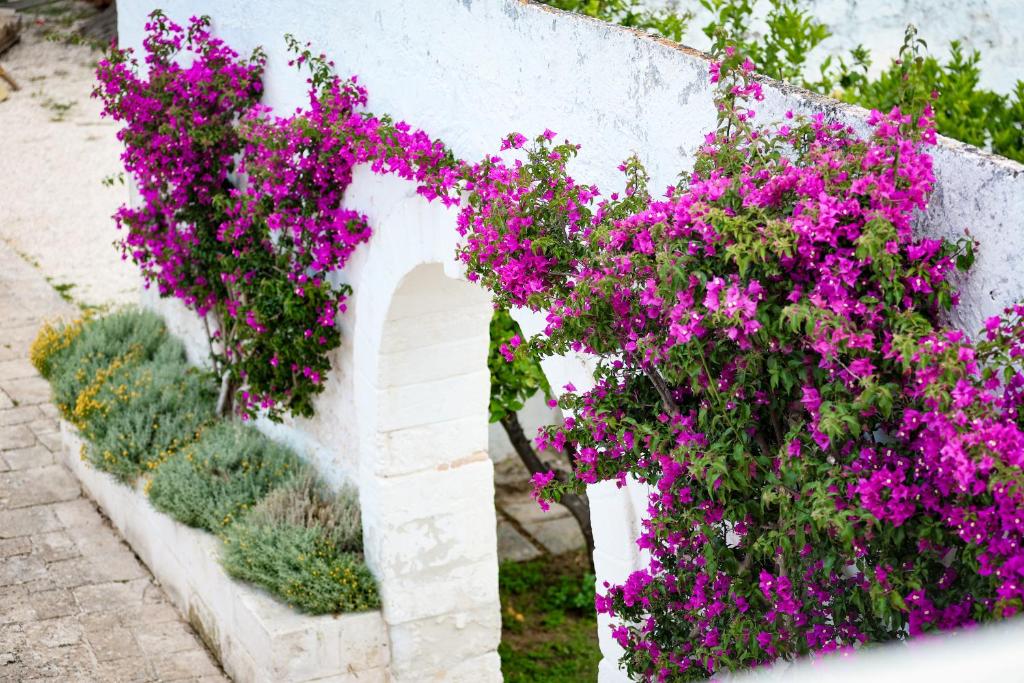 a bunch of purple flowers on a white wall at Masseria Piccole Taverne in Rosa Marina