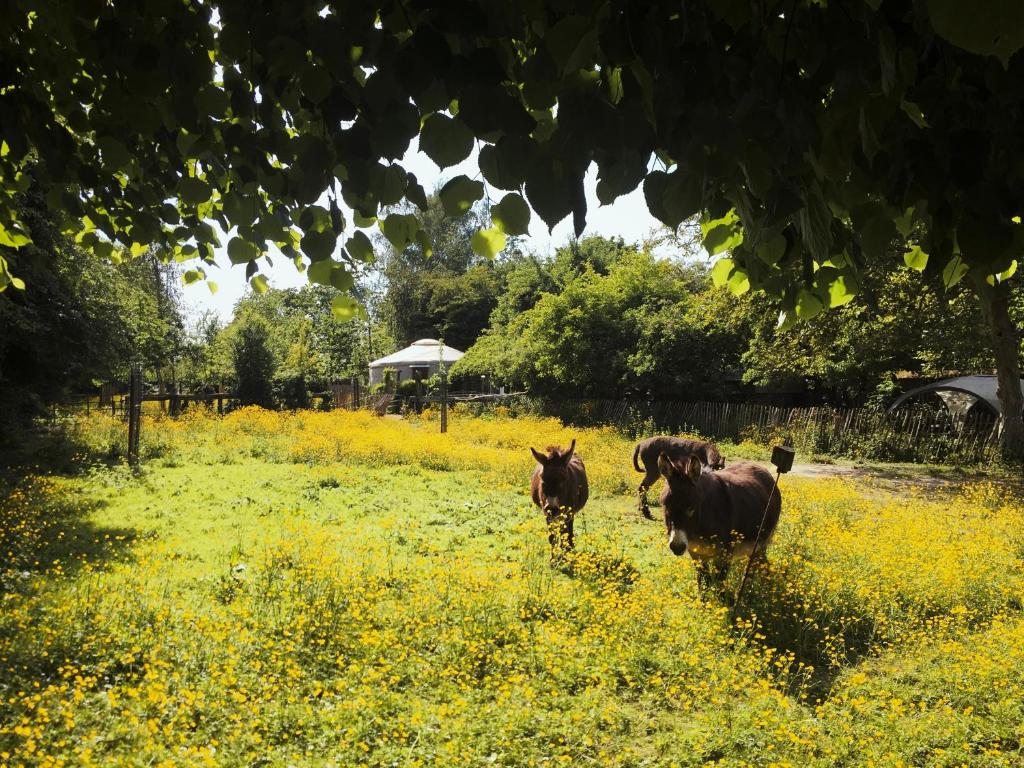 due cavalli che corrono in un campo di fiori di La yourte du verger d Hellebecq a Silly