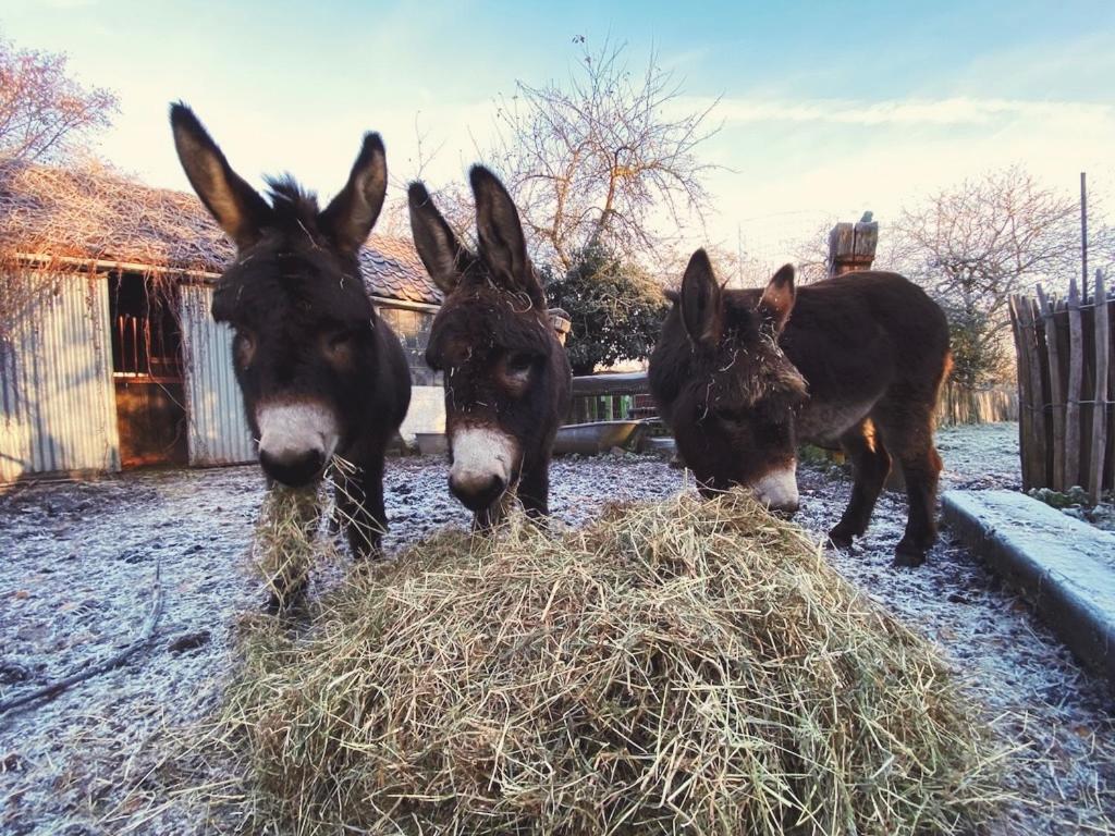 Altri animali domestici presso il campeggio di lusso o nei dintorni
