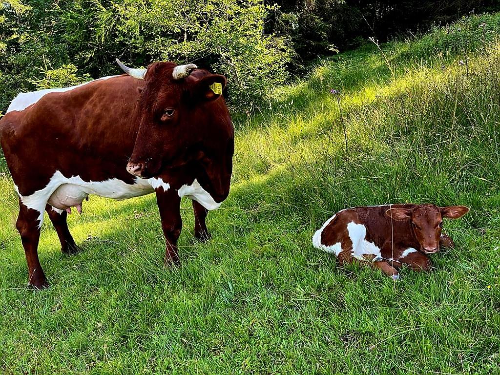 Zvířata v farmy nebo okolí