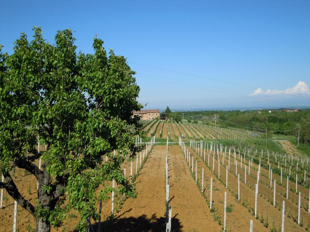 un viñedo con árboles y un edificio de fondo en Il Girasole, en Mombaruzzo