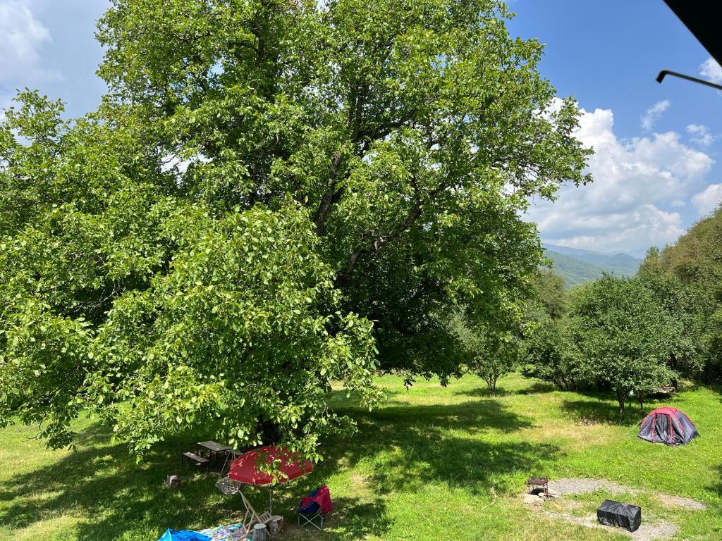 Příroda nedaleko luxury tent