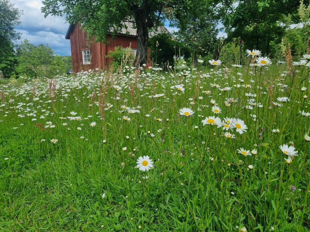 Zahrada ubytování Skölvs Gård
