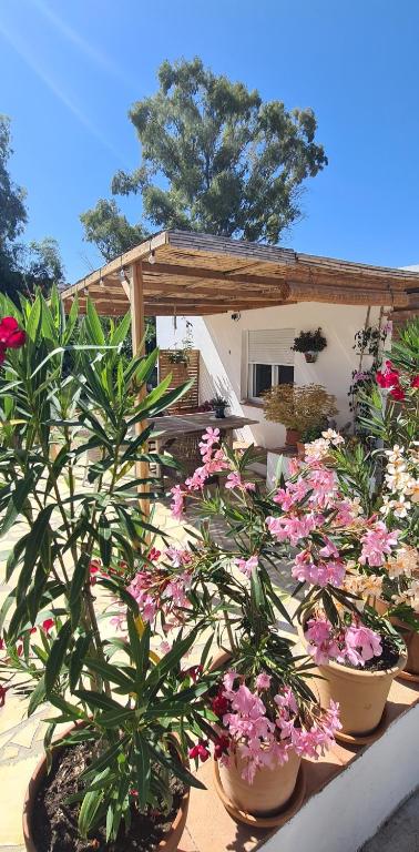 a group of potted plants in front of a building at La Sureña in Alhaurín el Grande