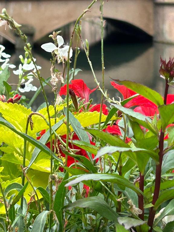 Zahrada ubytování Les Hortensias