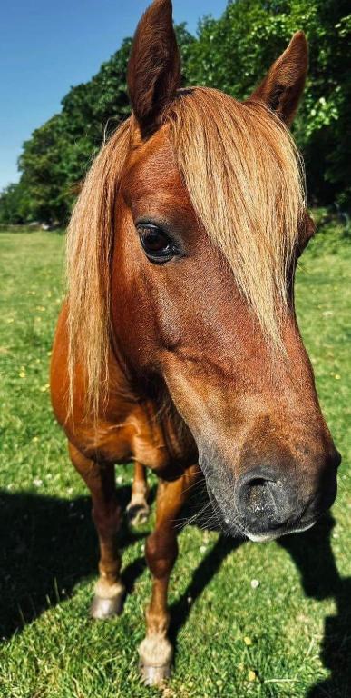a brown horse standing in a field of grass at Lochview Retreat Caravan in Balminnoch