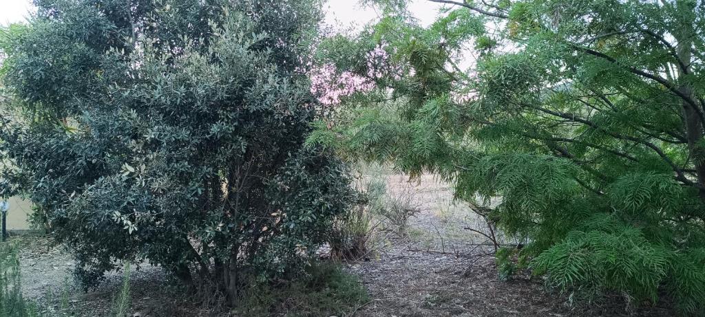 Ogród w obiekcie Sa Teria Village - Camere Deluxe -