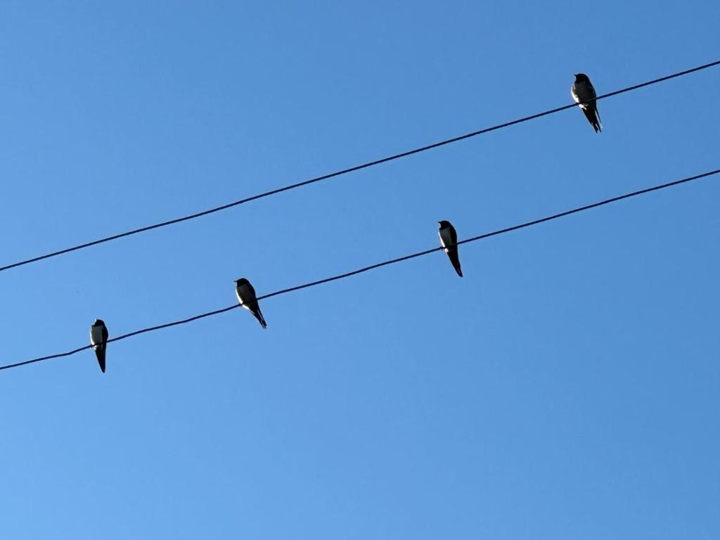 Fotografie z fotogalerie ubytování Trulli Oiseaux Migrateurs v destinaci Ceglie Messapica