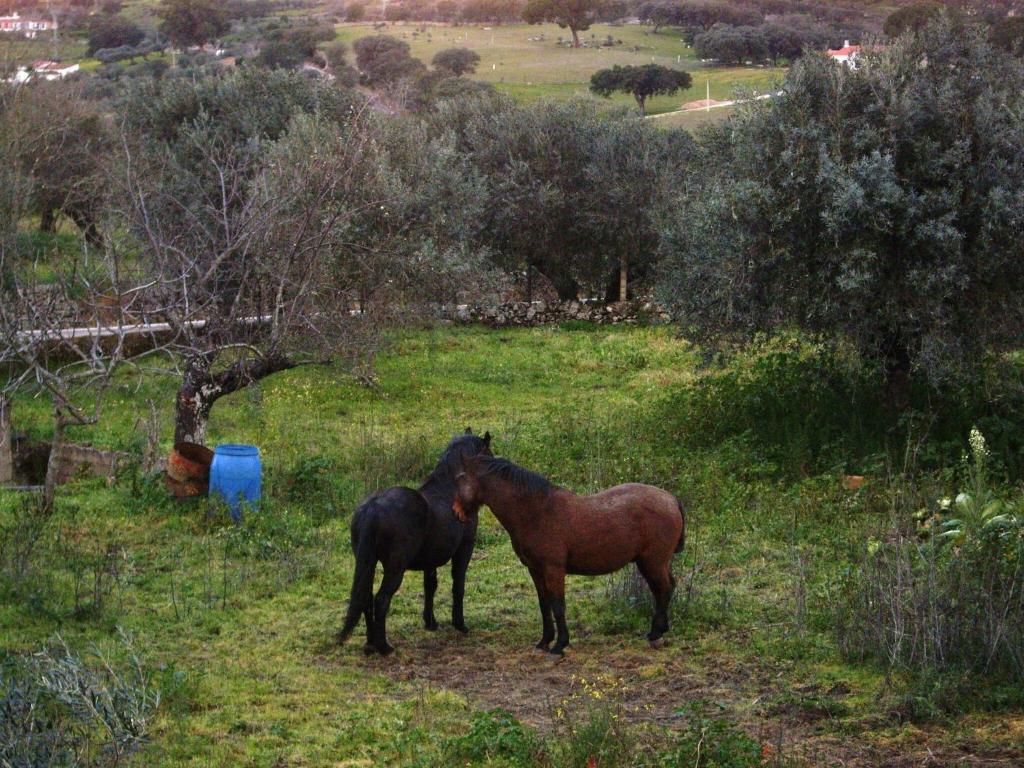 Fotografie z fotogalerie ubytování Modern Farmhouse in Valencia de Alcántara with Pool v destinaci La Borrega