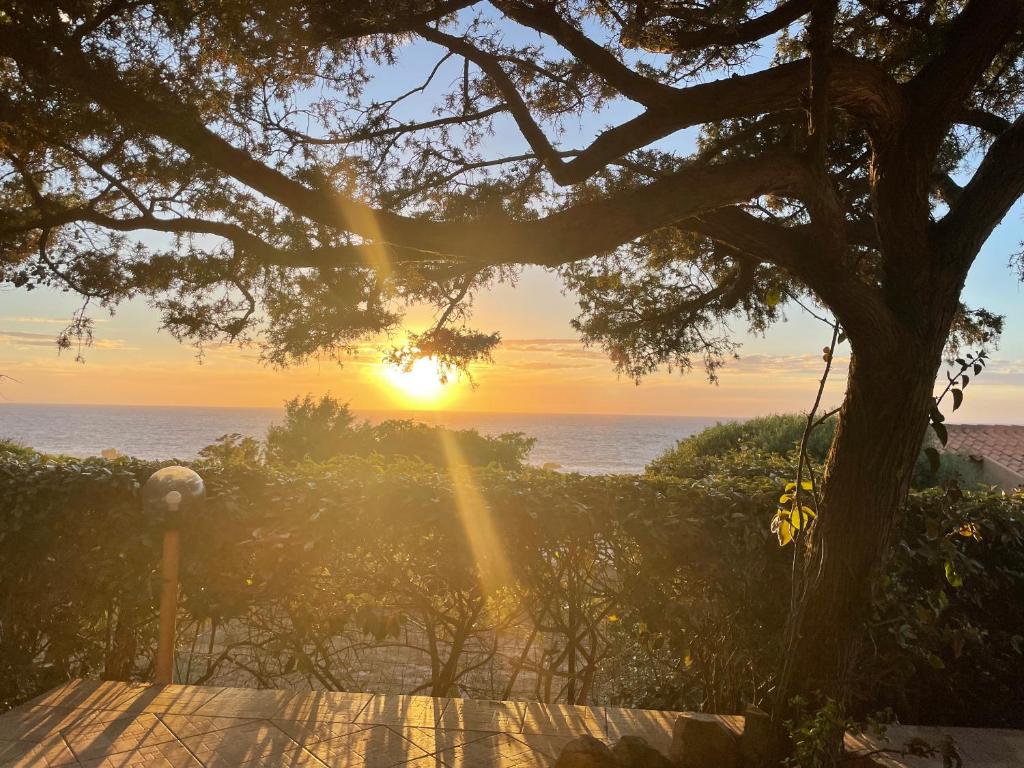 Villetta dei Ginepri في كوستا باراديسو: غروب الشمس على المحيط مع شجرة