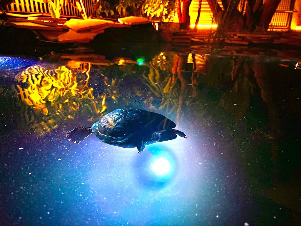 a turtle swimming in a pool of water at Villa Latino in Vieste