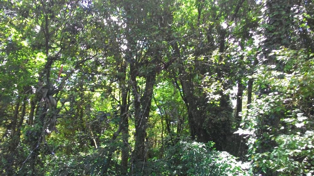  Chalés Araucárias da Serra