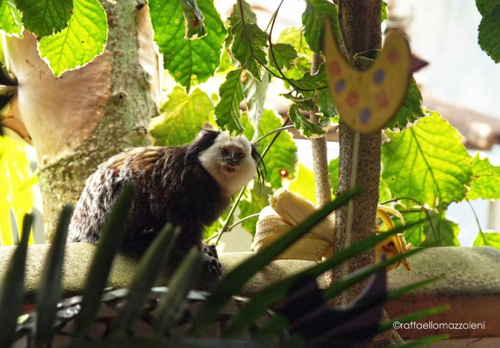 a monkey sitting on top of a tree at Pousada Nossa Senhora D'Ajuda in Arraial d'Ajuda