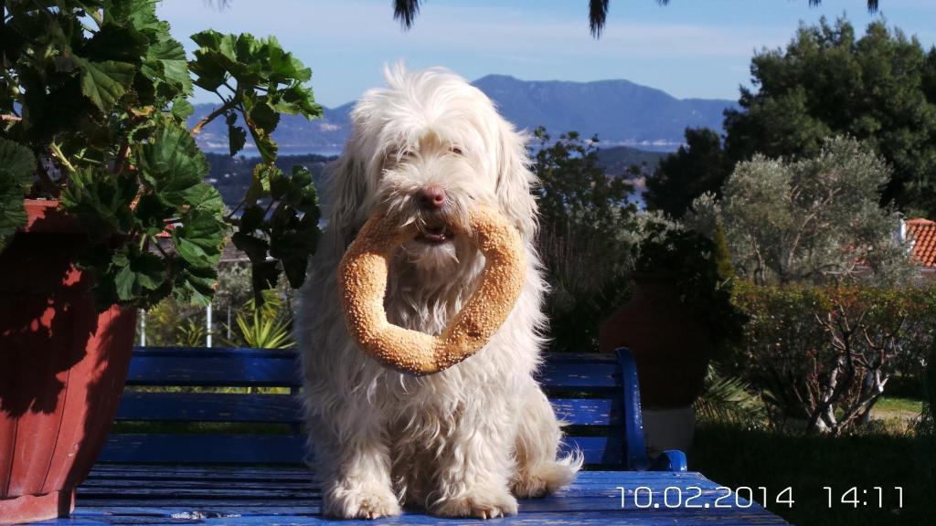 Skiathos Studios Panorama - 15