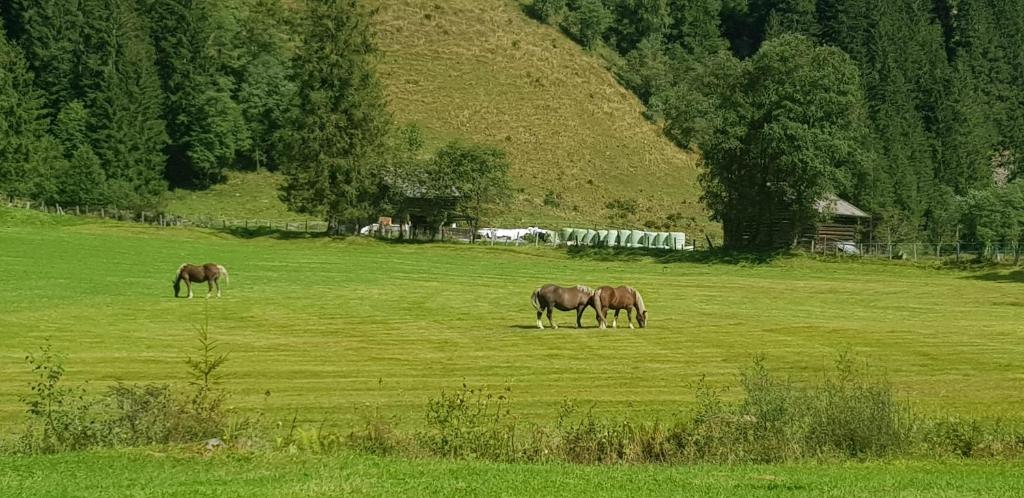 Zvieratá v apartmáne alebo blízkom okolí