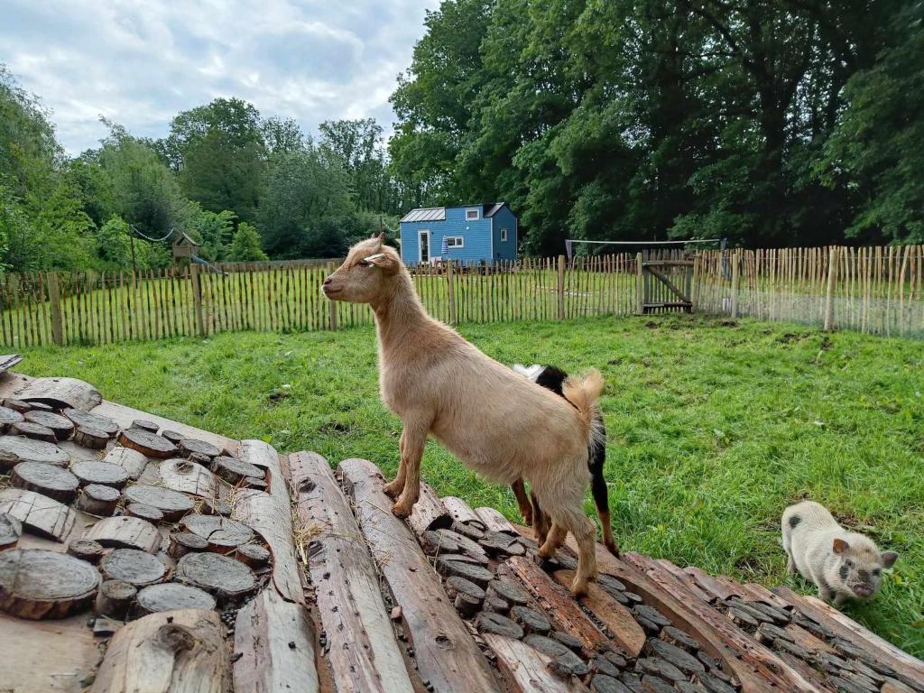 Zvířata v chaty nebo okolí