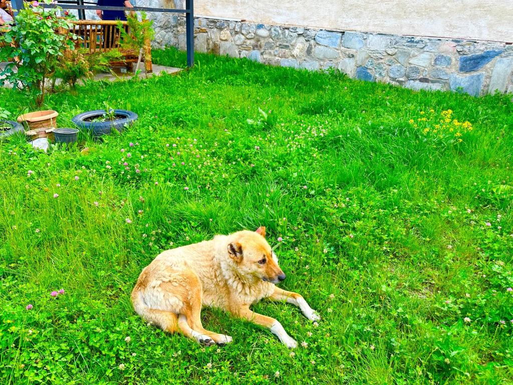 Domácí mazlíčci ubytovaní s hosty v ubytování Mziuri Guest House