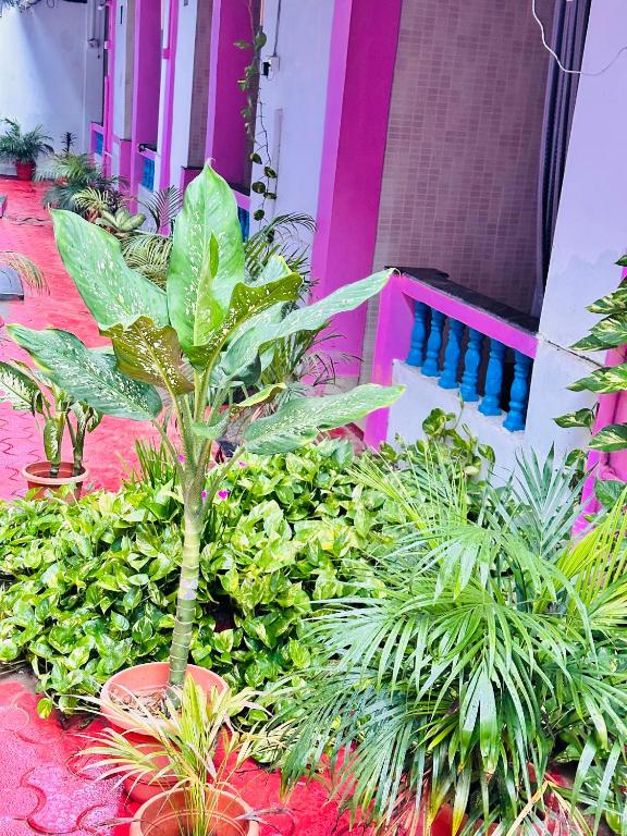 Zahrada ubytování Blue Mirage Palolem Goa