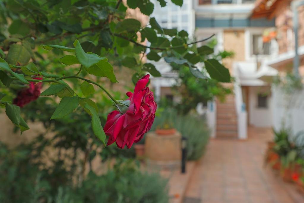 Zahrada ubytování Stenaki - Apartments in Aegina Town