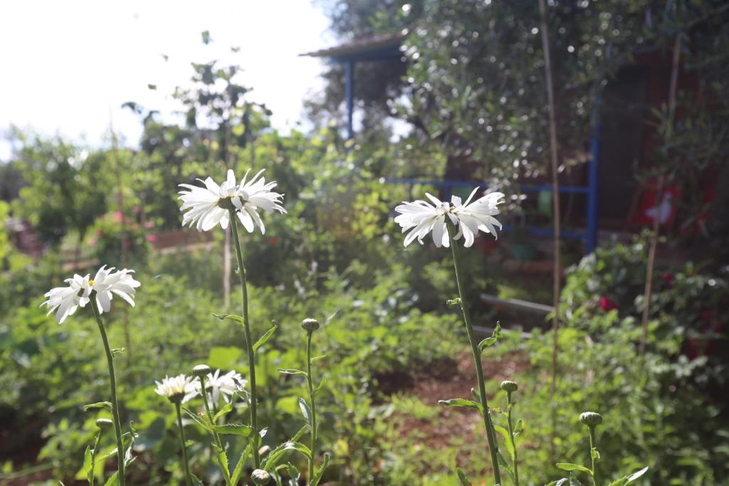 Ein Garten an der Unterkunft Holiwood