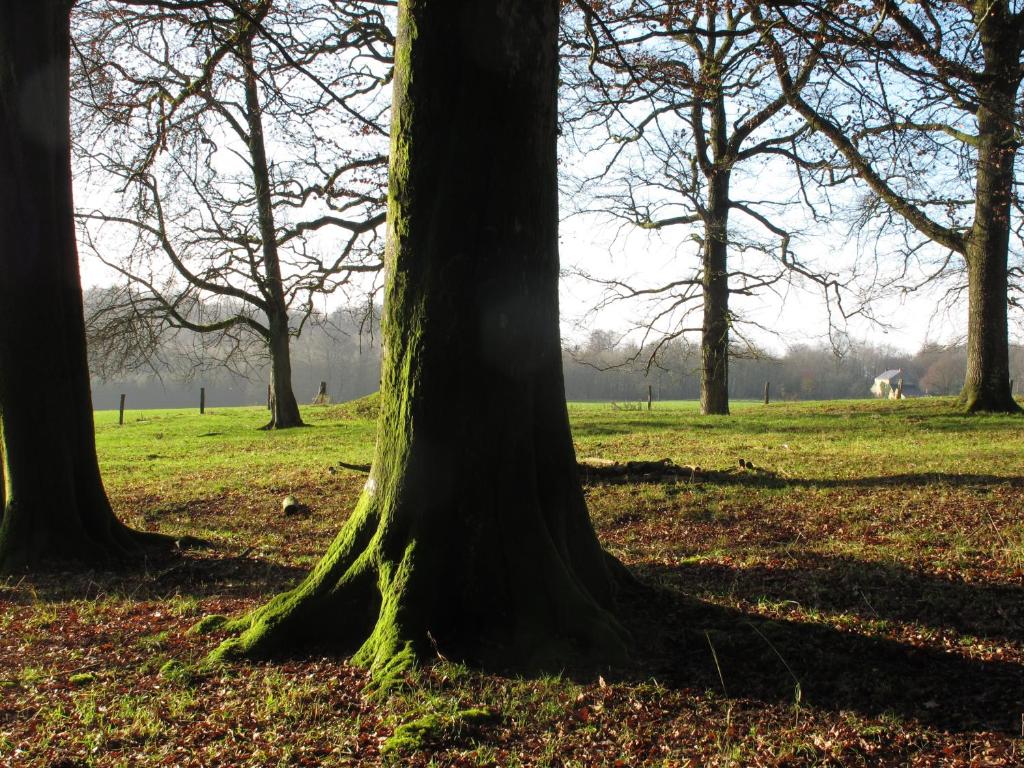 a group of trees in a field with a horse in the background at L'aire des oiseaux in Muno