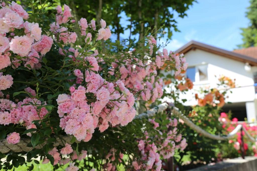 Apartment Prole - Housity