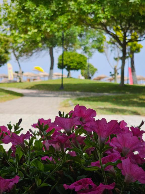 Zahrada ubytování Studio Violet Olympic beach