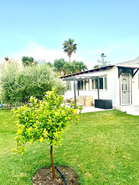a small tree in a yard in front of a house at Villa Katerina in Kos