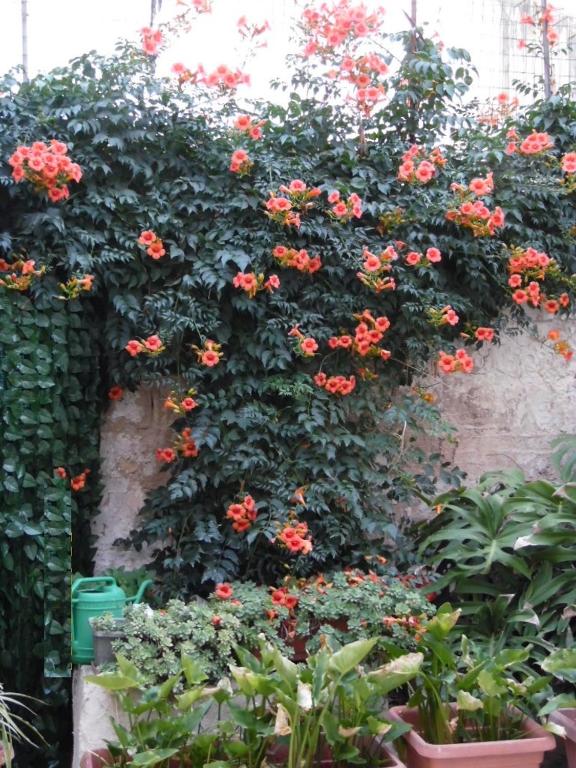 A garden outside Casa Aurora