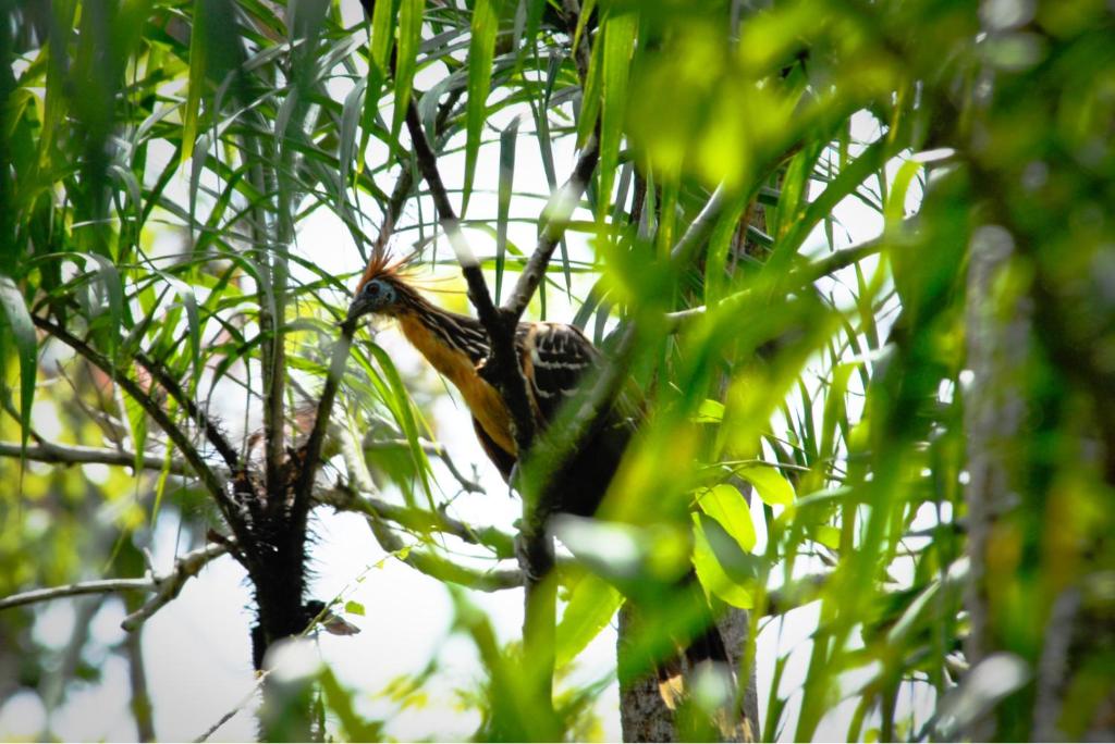 Fotografie z fotogalerie ubytování Amazon Curassow Lodge and Expeditions v destinaci Paraíso